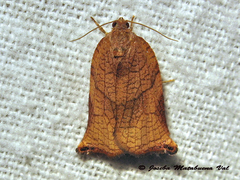 Archips podana femmina - Tortricidae